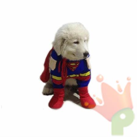 COSTUME PET SUPERMAN TG.