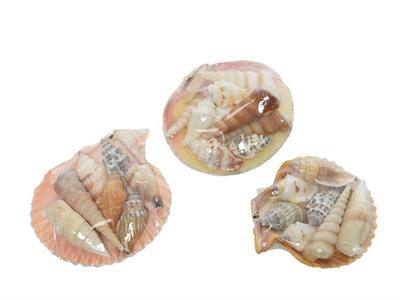 CONCHIGLIE DECORATIVE 8X8X3CM NATURALI