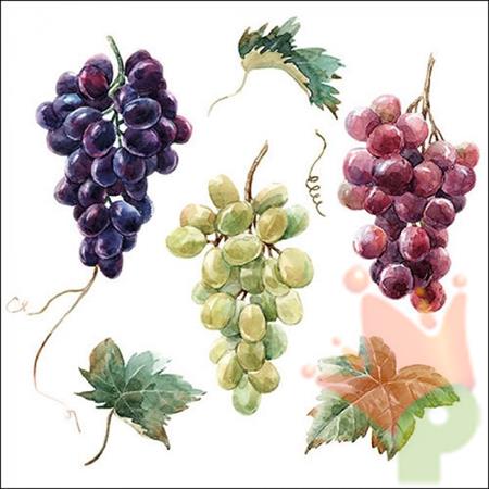 TOVAGLIOLI DECORO UVA DA VINO 33X33 CM 20 PZ