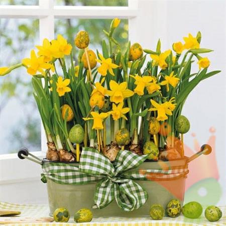 TOVAGLIOLI 33X33 DAFFODILS 20PZ