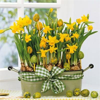 TOVAGLIOLI 33X33 DAFFODILS 20PZ