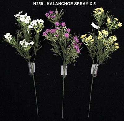 KALANCHOE SPRAY X5