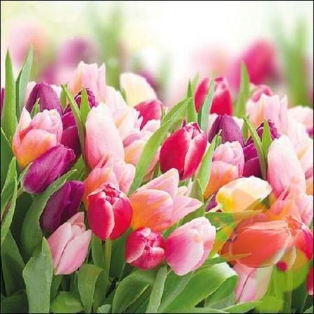 TOVAGLIOLI 33X33 3V GLORIOUS TULIPS 20PZ