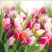 TOVAGLIOLI 33X33 3V GLORIOUS TULIPS 20PZ