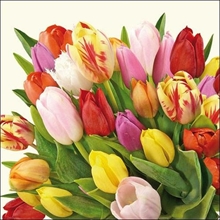 TOVAGLIOLI 33X33 3V COLOURFUL TULIPS 20PZ